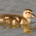 Mallard